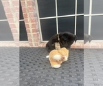 Small Photo #10 German Shepherd Dog Puppy For Sale in LANCASTER, TX, USA