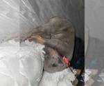 Puppy Pink Doberman Pinscher
