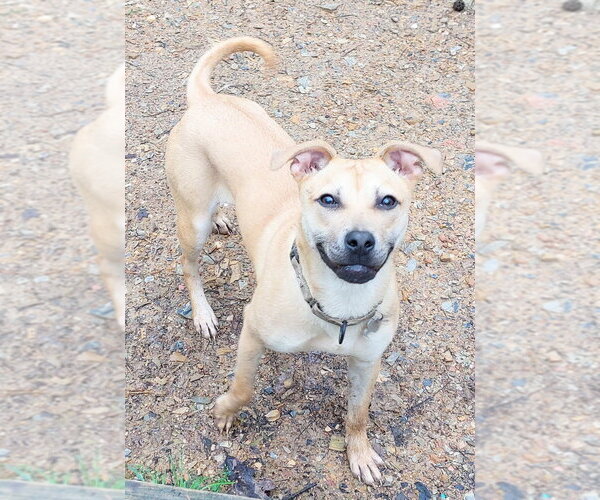 Medium Photo #2 Black Mouth Cur-Unknown Mix Puppy For Sale in Boston, MA, USA