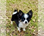 Small Photo #10 Chihuahua Puppy For Sale in AIKEN, SC, USA