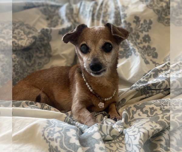 Medium Photo #2 Dachshund-Unknown Mix Puppy For Sale in Weston, FL, USA