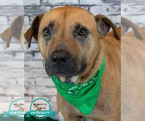 Labrador Retriever-Unknown Mix Dogs for adoption in Kennesaw, GA, USA