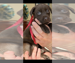 Small #1 Labrador Retriever