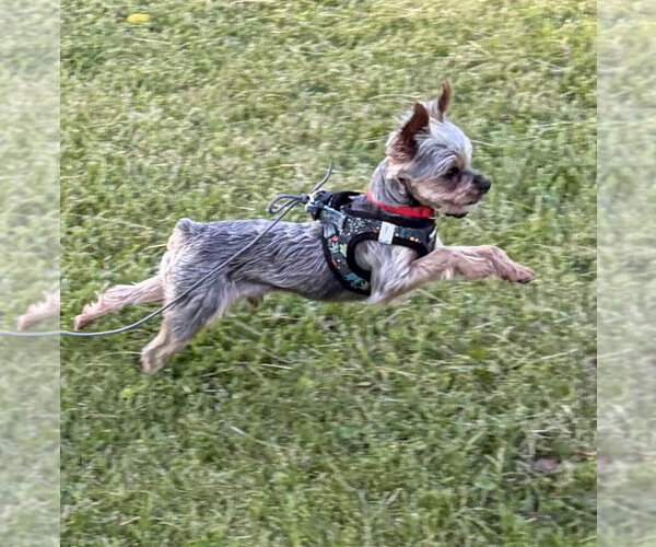 Medium Photo #6 Mutt Puppy For Sale in Allentown,, PA, USA