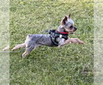 Small #5 Mutt