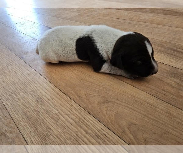 Medium Photo #3 German Shorthaired Pointer Puppy For Sale in EVANSVILLE, WY, USA