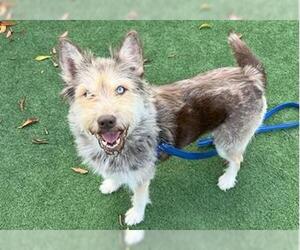 Siberian Husky-Unknown Mix Dogs for adoption in Redwood City, CA, USA