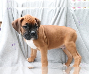 Boxer Puppy for sale in SHILOH, OH, USA