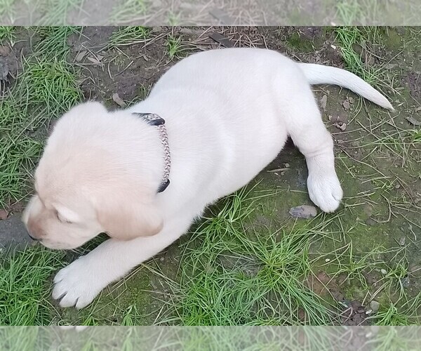 Medium Photo #24 Labrador Retriever Puppy For Sale in IONE, CA, USA