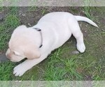Small #3 Labrador Retriever