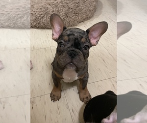 French Bulldog Puppy for sale in North York, Ontario, Canada