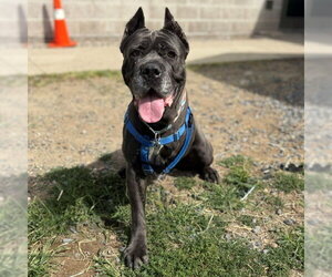 Mutt Dogs for adoption in Boston, MA, USA