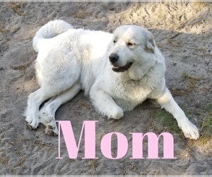 Mother of the Golden Pyrenees-Great Pyrenees Mix puppies born on 03/26/2022