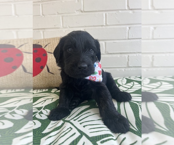 Medium Photo #1 Labradoodle Puppy For Sale in PEMBROKE, GA, USA