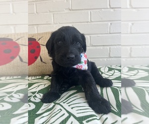 Labradoodle Puppy for sale in PEMBROKE, GA, USA