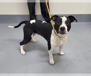 Mutt Dogs for adoption in Louisville, KY, USA