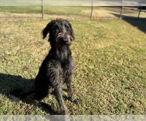 German Wirehaired Pointer-Unknown Mix Dogs for adoption in Grovetown, GA, USA