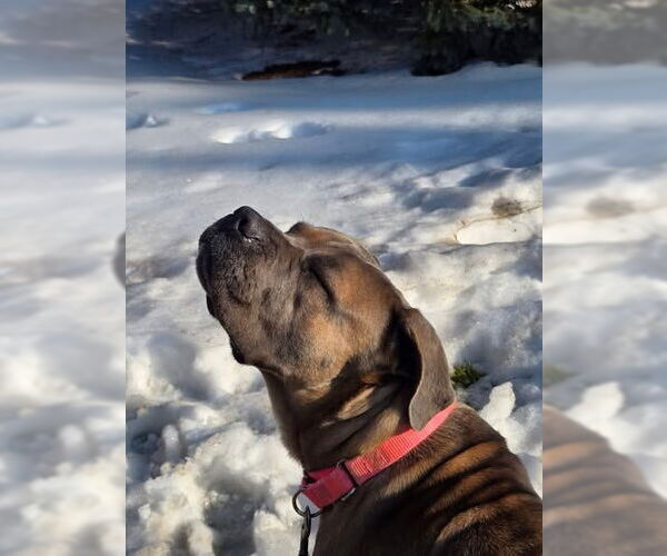 Medium Photo #2 Mutt Puppy For Sale in Sayreville, NJ, NJ, USA