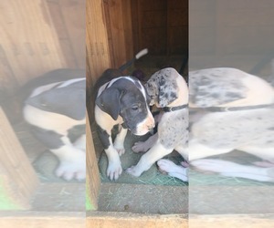Great Dane Puppy for sale in TUCSON, AZ, USA