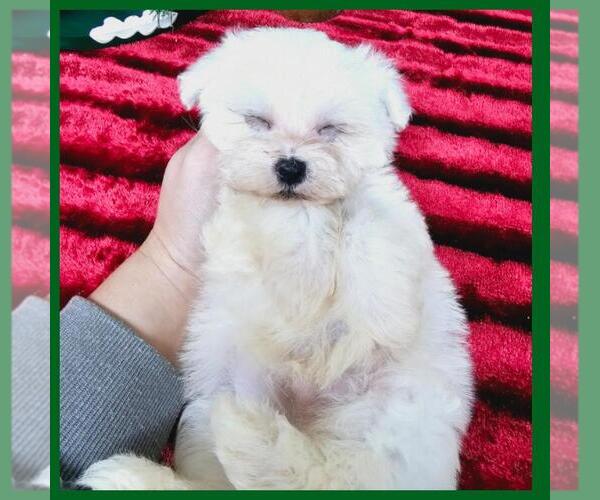 Medium Photo #2 Maltipoo Puppy For Sale in TAYLOR, TX, USA