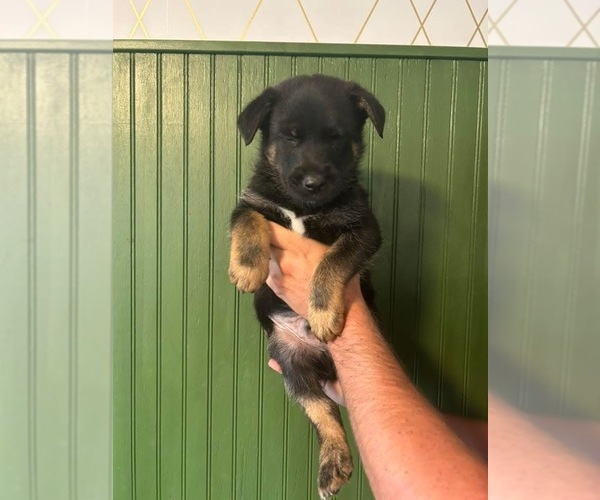 Medium Photo #3 German Shepherd Dog-Mutt Mix Puppy For Sale in WYTHEVILLE, VA, USA