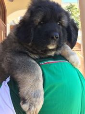 Caucasian Shepherd Dog Puppy for sale in CALEXICO, CA, USA