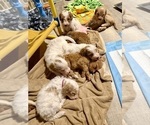 Small #22 Goldendoodle (Miniature)