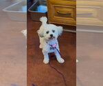 Small #1 Maltese Mix
