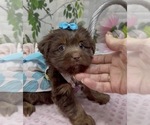 Small #1 Shorkie Tzu