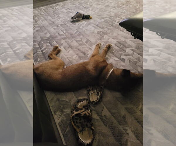 Medium Photo #3 Australian Kelpie-Siberian Husky Mix Puppy For Sale in Woodland Hills, CA, USA