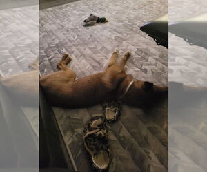 FERGIE - Female Australian Kelpie-Siberian Husky Mix Dog for Adoption - Photo #3