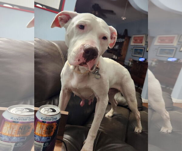 Medium Photo #18 American Pit Bull Terrier-Unknown Mix Puppy For Sale in Germantown, OH, USA