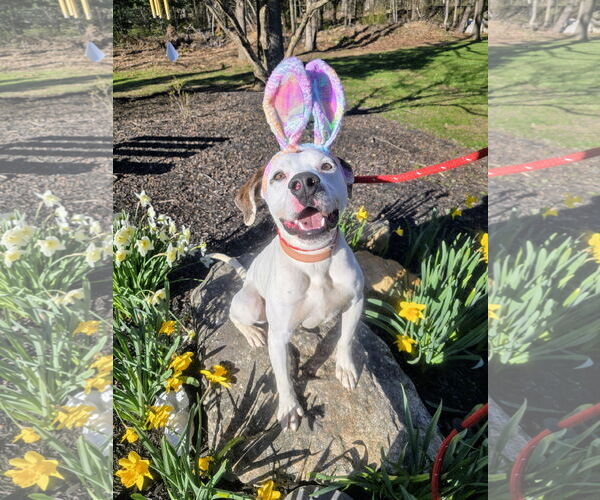Medium Photo #3 Lab-Pointer Puppy For Sale in Rockaway, NJ, USA
