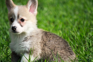 Pembroke Welsh Corgi Puppy for sale in MAGNOLIA, TX, USA