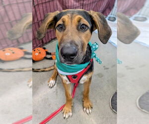 Mutt Dogs for adoption in Wyoming, MI, USA