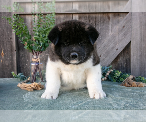 Medium Photo #2 Akita Puppy For Sale in MILLERSBURG, OH, USA