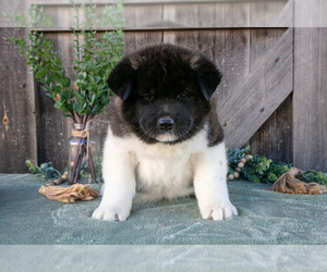 Medium Akita