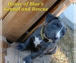 Small Photo #5 American Pit Bull Terrier Puppy For Sale in DELAWARE, OH, USA