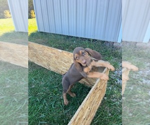 Bloodhound Puppy for Sale in CARLISLE, Kentucky USA