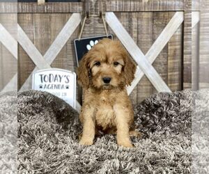 Goldendoodle Puppy for sale in WOLCOTT, IN, USA