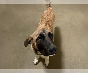 Anatolian Shepherd-Unknown Mix Dogs for adoption in Tulsa, OK, USA