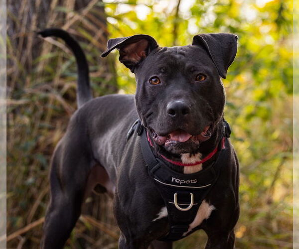 Medium Photo #9 American Staffordshire Terrier-Labrador Retriever Mix Puppy For Sale in Princeton, MN, USA