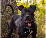 Small #8 American Staffordshire Terrier-Labrador Retriever Mix