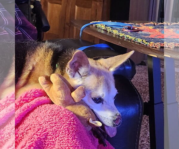 Medium Photo #3 Mutt Puppy For Sale in Emmett, ID, USA