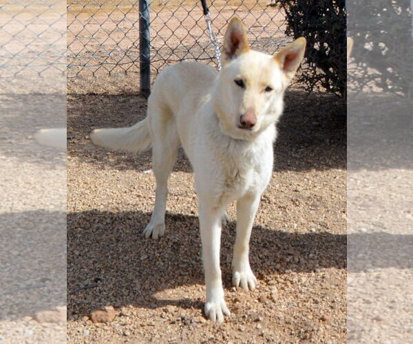 Medium Photo #2 German Shepherd Dog Puppy For Sale in Phoenix, AZ, USA