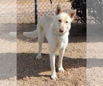 Small #1 German Shepherd Dog
