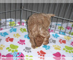 Small Photo #8 Cocker Spaniel-Poodle (Miniature) Mix Puppy For Sale in ORO VALLEY, AZ, USA