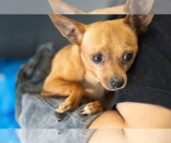 Medium Photo #3 Chipin Puppy For Sale in Studio City, CA, USA