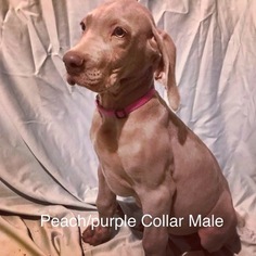 Weimaraner Puppy for sale in JEFF CITY, TN, USA