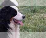 Small #7 Bernese Mountain Dog